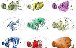 In silico Vorhersage der Gehirnfunktions-Neuroanatomie durch genetisch gewichtete Konnektivitätsanalyse (genetically weighted connectivity analysis, GWCA). Die funktionellen Karten wurden aus gewichteten Gehirnnetzwerken mit funktionellen genetischen Metadaten generiert, die mit zentraler Amygdala-Schaltung, Dopamin-Signalgebung, Fütterung, hypothalamischer Schaltung, Angstgedächtniskonsolidierung, Panikstörung, Lernen in einem stressigen Kontext, sozialer Bindung und synaptischer Plastizität in Verbindung stehen (von links nach rechts, oben nach unten). © VRVis/IMP