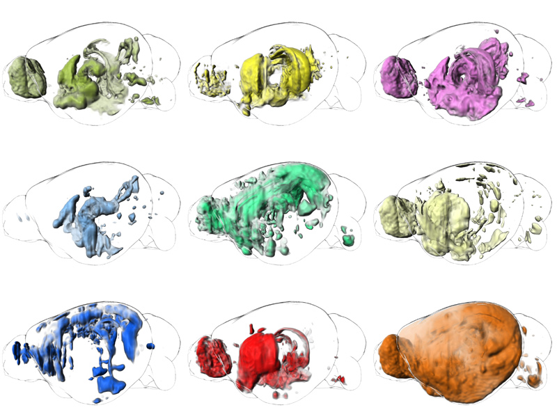 In silico Vorhersage der Gehirnfunktions-Neuroanatomie durch genetisch gewichtete Konnektivitätsanalyse (genetically weighted connectivity analysis, GWCA). Die funktionellen Karten wurden aus gewichteten Gehirnnetzwerken mit funktionellen genetischen Metadaten generiert, die mit zentraler Amygdala-Schaltung, Dopamin-Signalgebung, Fütterung, hypothalamischer Schaltung, Angstgedächtniskonsolidierung, Panikstörung, Lernen in einem stressigen Kontext, sozialer Bindung und synaptischer Plastizität in Verbindung stehen (von links nach rechts, oben nach unten). © VRVis/IMP