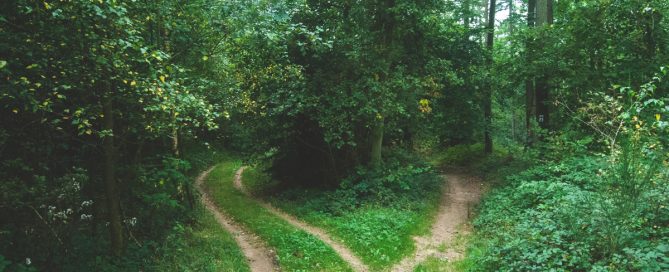 Symbolbild Entscheidung: Weggabelung im Wald, Foto: Jens Lelie, Unsplash