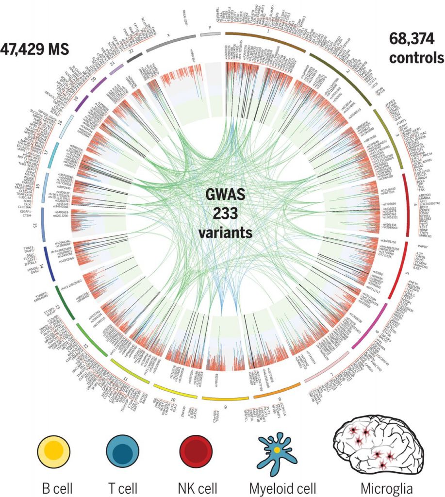 Die genetische Karte von MS impliziert Mikroglia sowie mehrere verschiedene periphere Immunzellpopulationen beim Ausbruch der Krankheit. Quelle: International Multiple Sclerosis Genetics Consortium