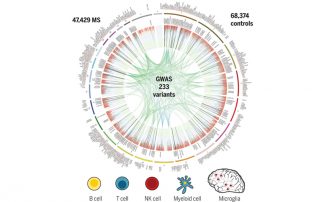 Die genetische Karte von MS impliziert Mikroglia sowie mehrere verschiedene periphere Immunzellpopulationen beim Ausbruch der Krankheit. Quelle: International Multiple Sclerosis Genetics Consortium