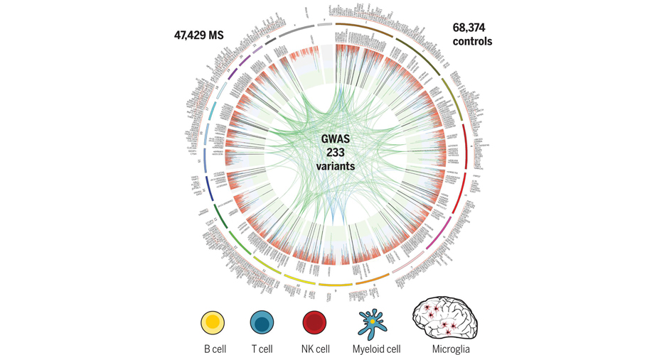 Die genetische Karte von MS impliziert Mikroglia sowie mehrere verschiedene periphere Immunzellpopulationen beim Ausbruch der Krankheit. Quelle: International Multiple Sclerosis Genetics Consortium