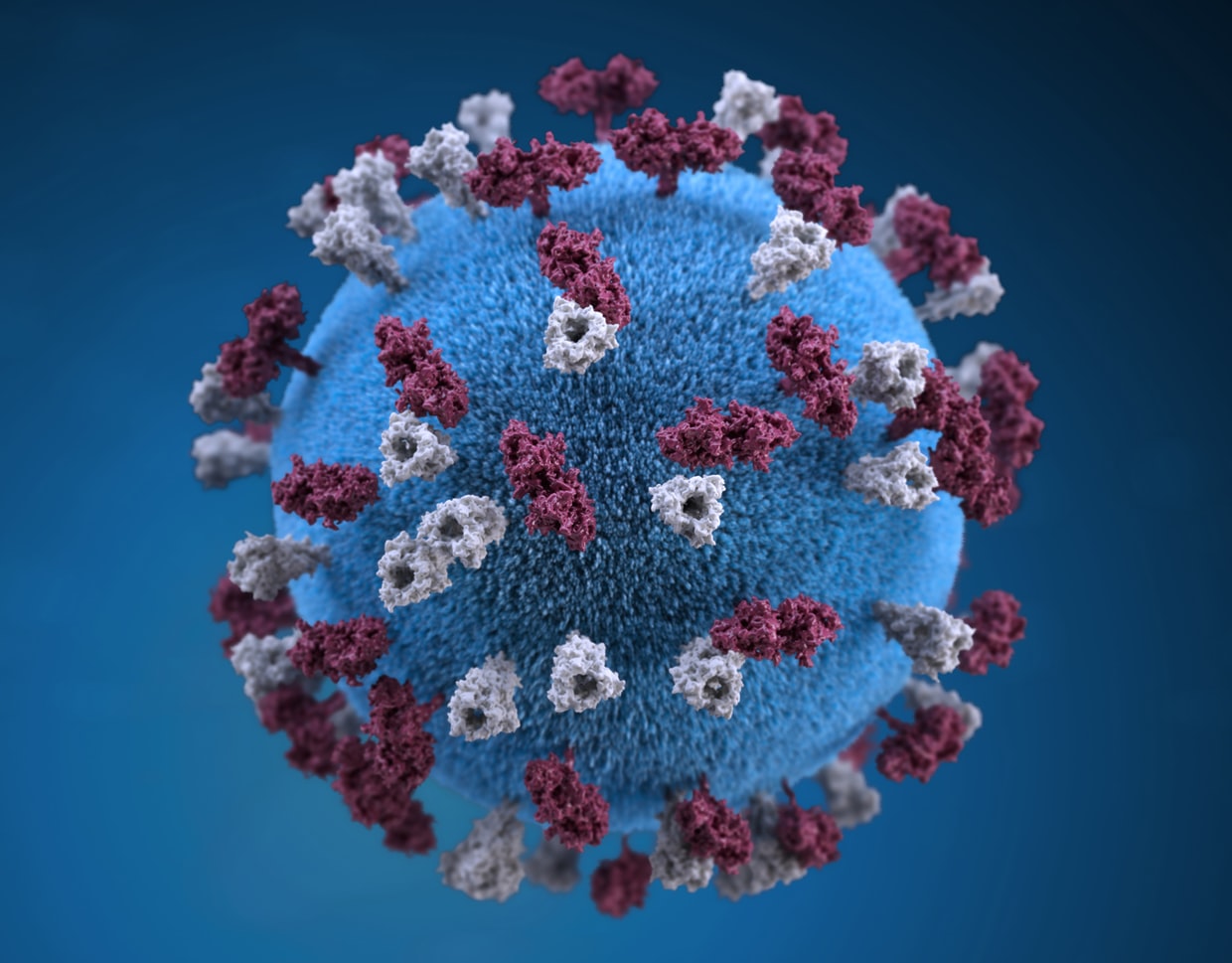 Grafische 3D-Darstellung eines mit Glykoprotein-Tuberkeln besetzten Masernvirus-Partikels. Credit: Public Health Image Library from the Centers for Disease Control and Prevention (CDC)